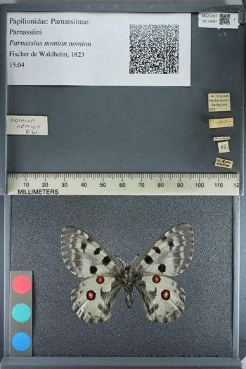 Media type: image;   Entomology 174987